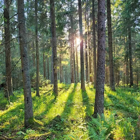 Siedlisko Na Skraju Puszczy Rominckiej *
